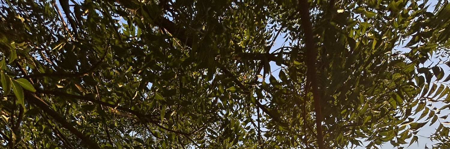 IsaSchurt's profile banner image