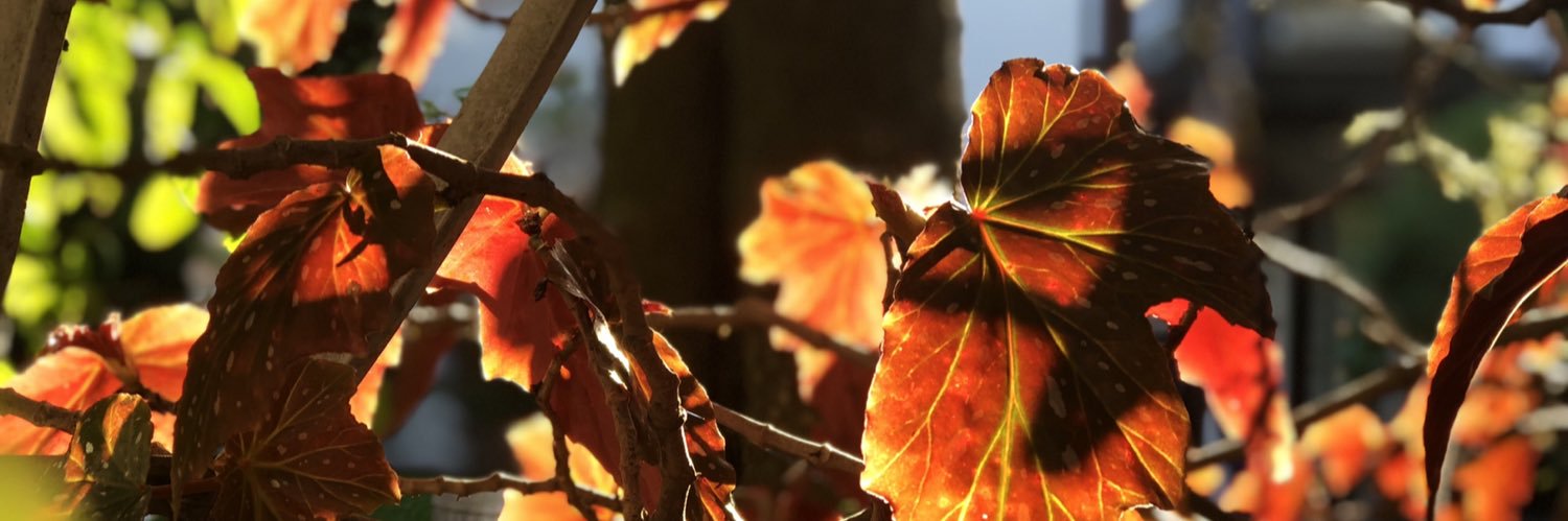candemaii's profile banner image