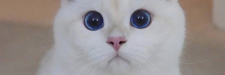 clairoulebret's profile banner image