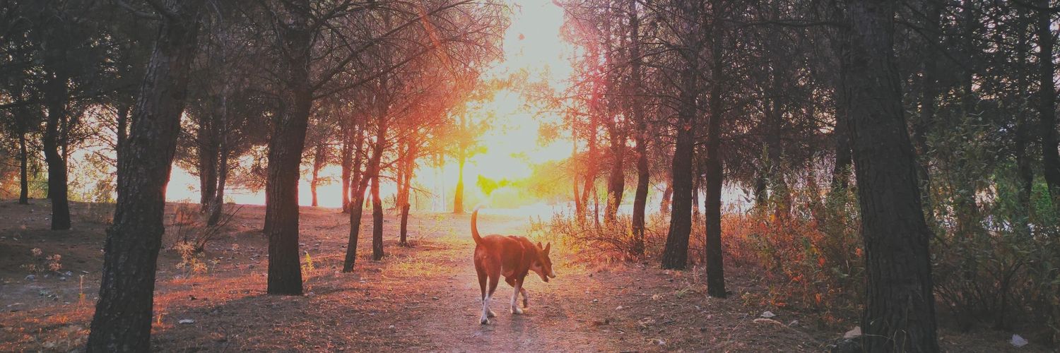 CHAMSDESAN's profile banner image