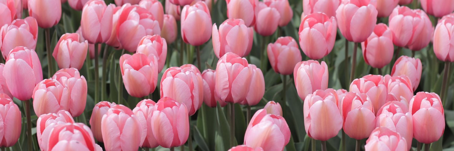 cherry_tulipp's profile banner image