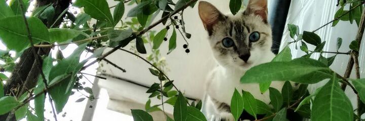 gabcarvalhob's profile banner image
