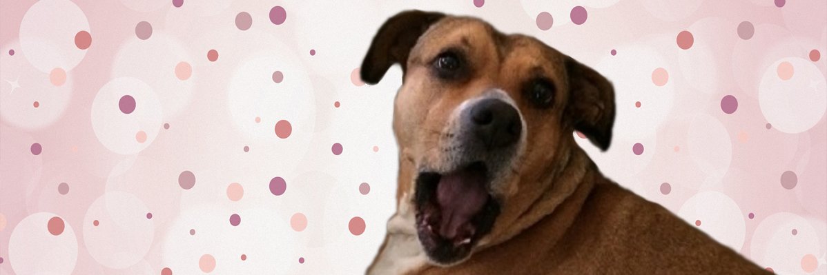 iStillLoveDogs's profile banner image