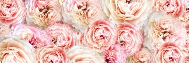 ThisIsEmily_x's profile banner image