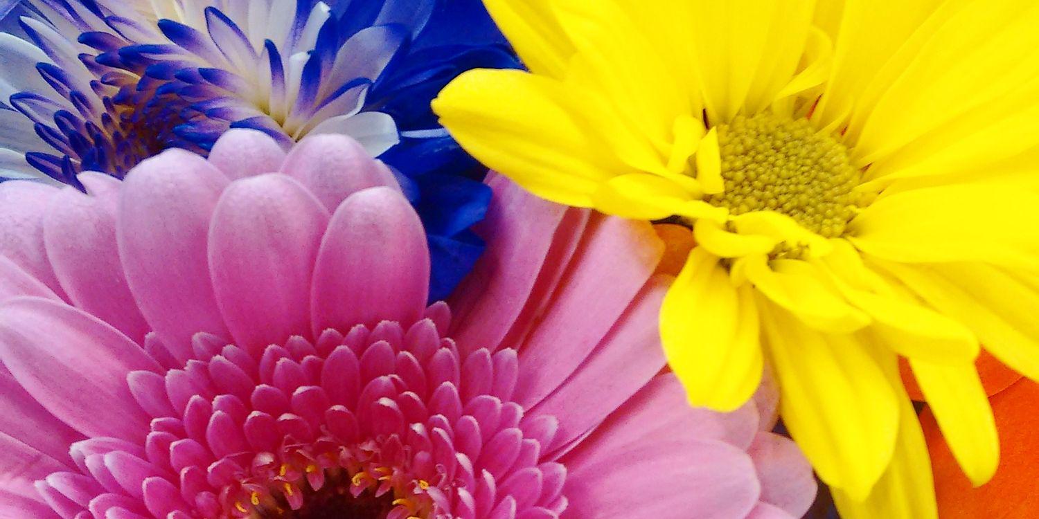 Jameela Ghann banner