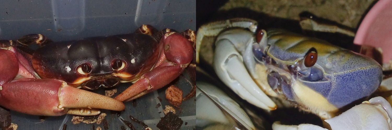 umpalumpa juwalan era 🐻 banner