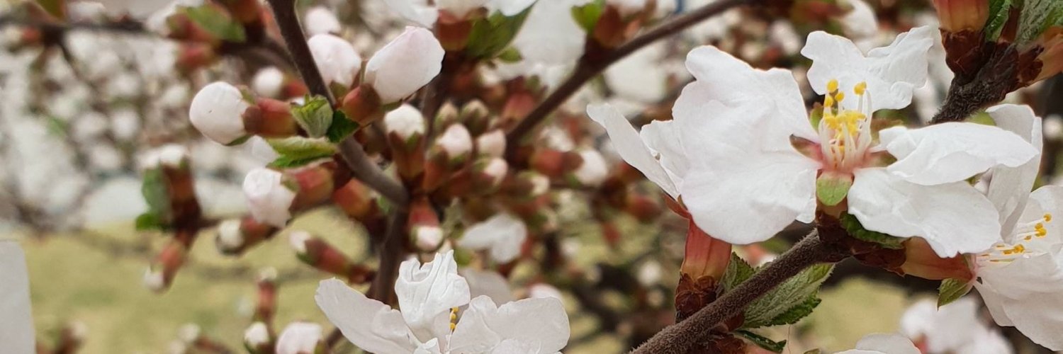 The Ultimate Light Skinned Life Form banner