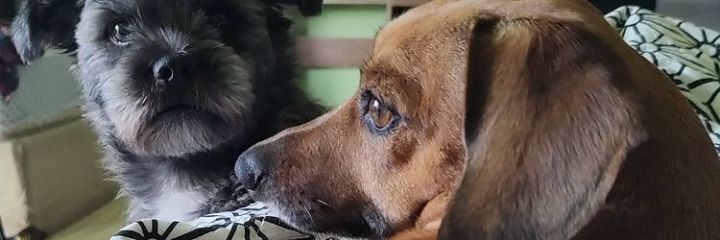 xasbini's profile banner image