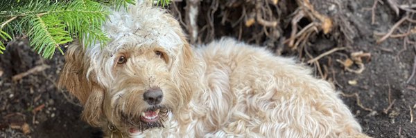 starkles19 Profile Banner