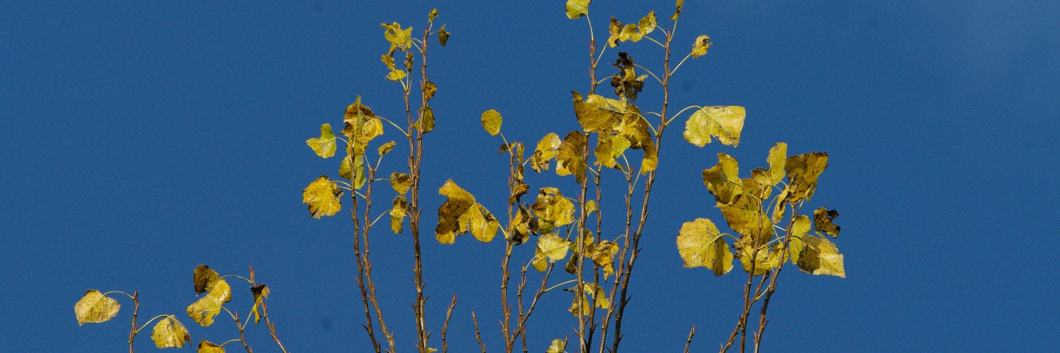 Paola Cocurullo banner