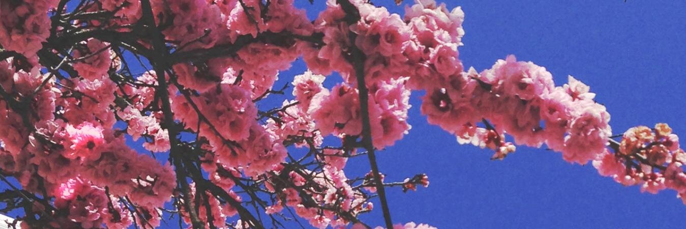 nonimugo's profile banner image