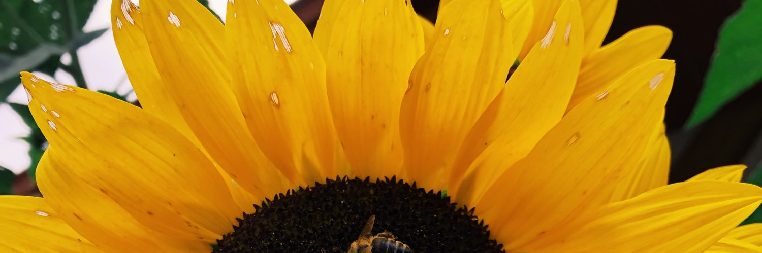 Hanny1007's profile banner image