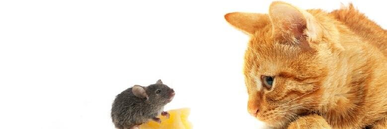 KwikKill's profile banner image