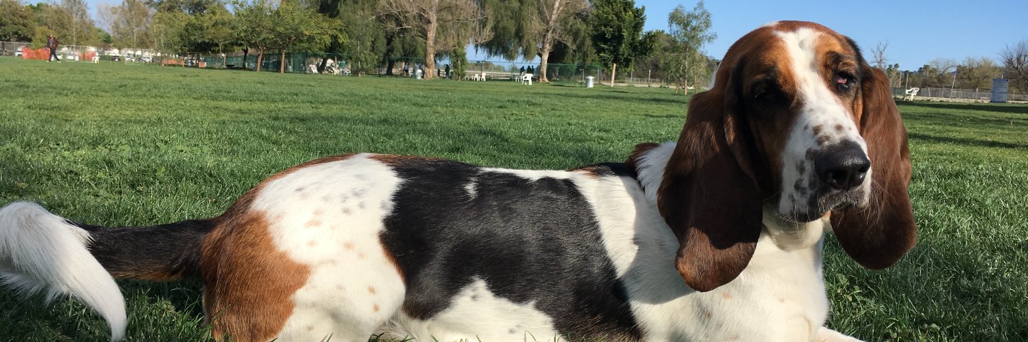 Brutus’ dad (Michael) ✡️ banner