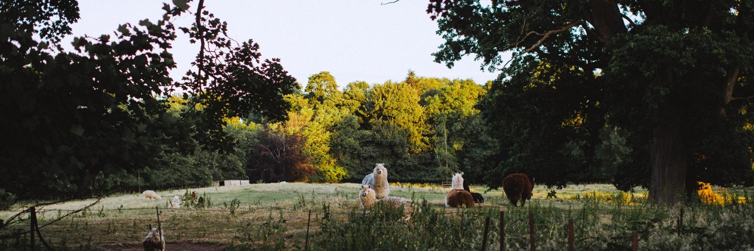 Larchfield Estate banner