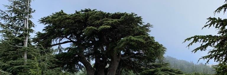 Hamish Cowell banner