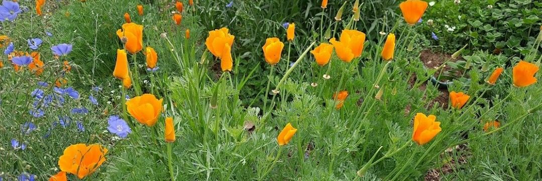 Susan Is Preparing For Midterms banner