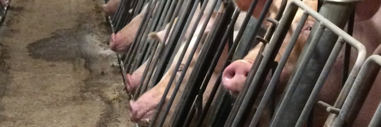 Jenny McQueen banner