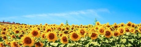 Simson 🇬🇧 banner