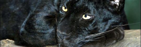 LowGrowl's profile banner image