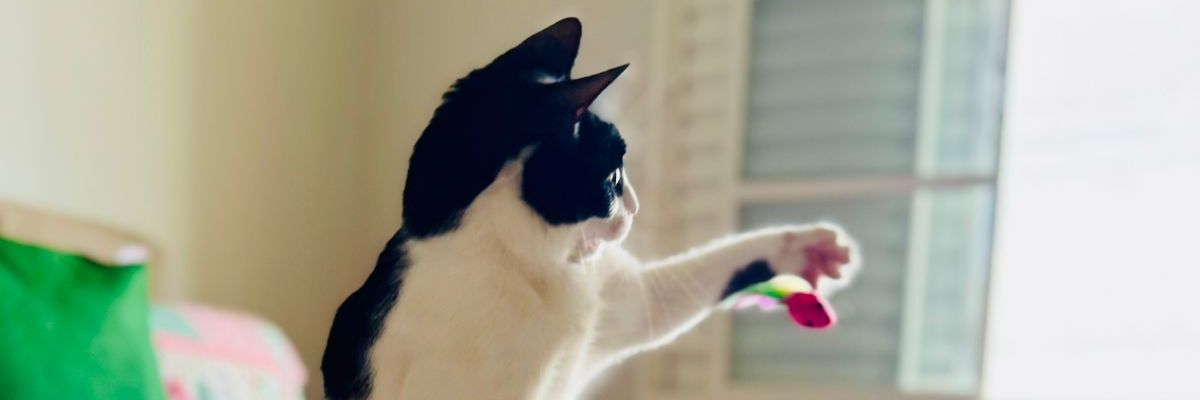 agilevibecoder's profile banner image