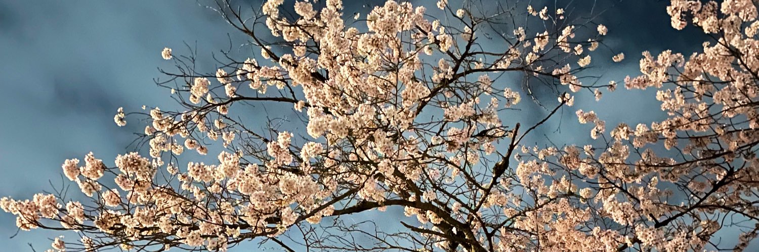 さくらもっち banner