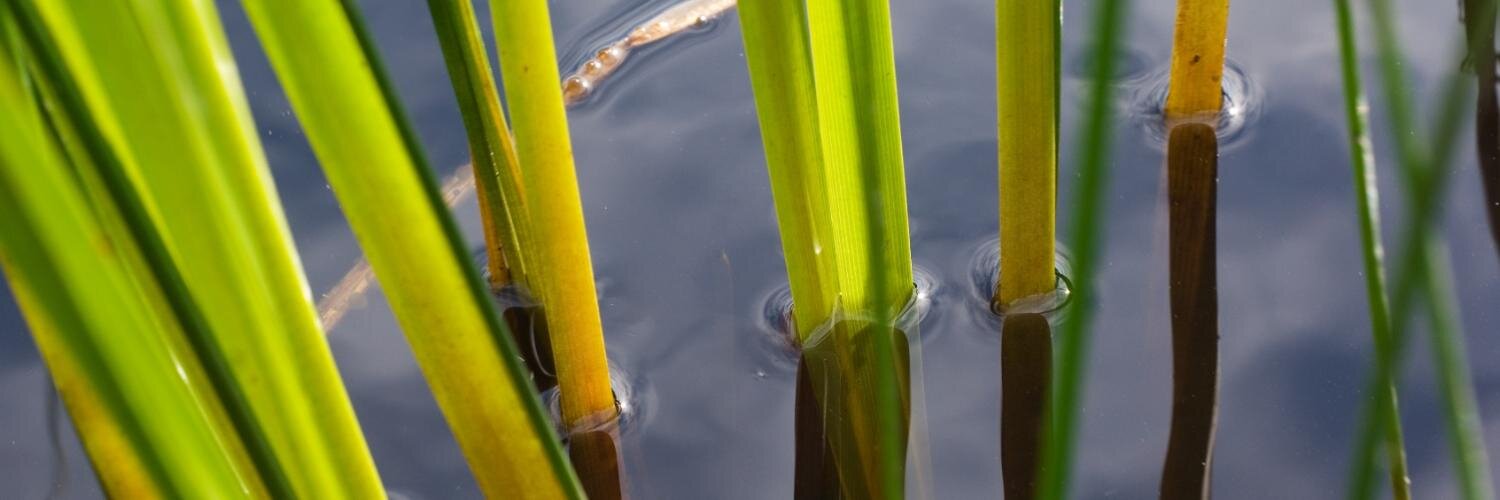 TheWSInstitute's profile banner image