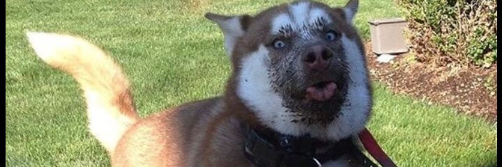 Bull_Piggy's profile banner image