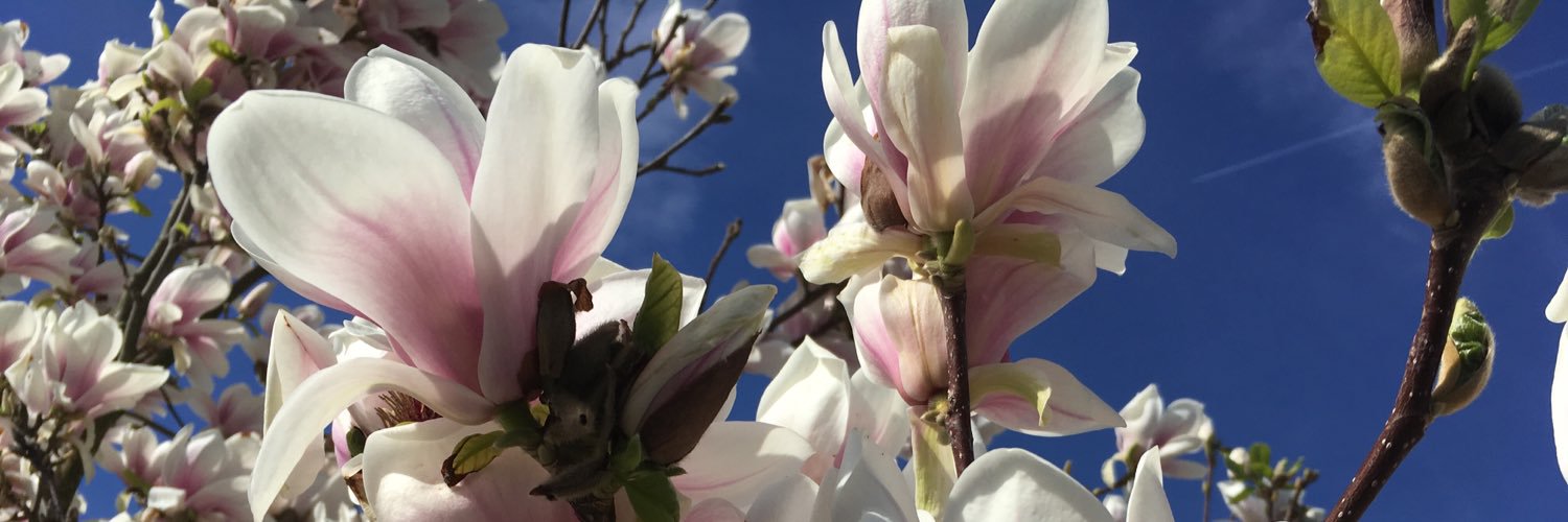 Claudy1's profile banner image