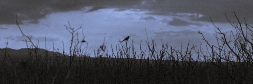 amiram08's profile banner image