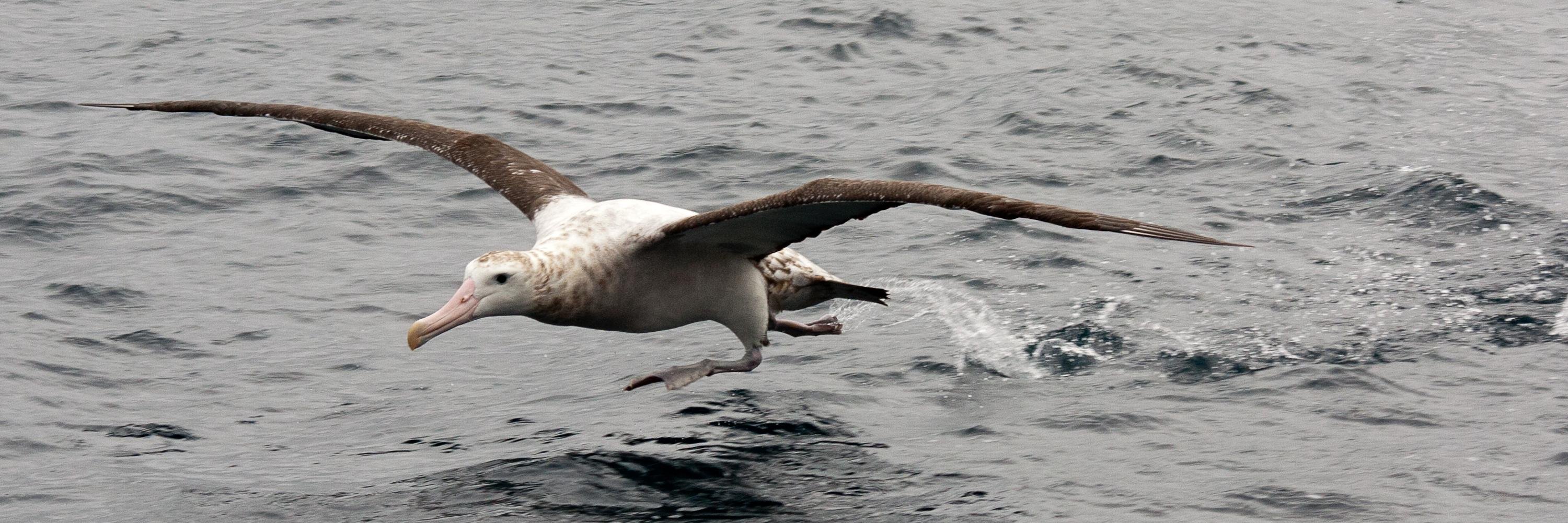 Philipp Boersch-Supan banner