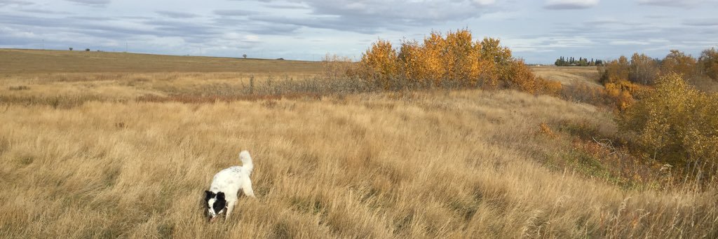 miltonsk's profile banner image
