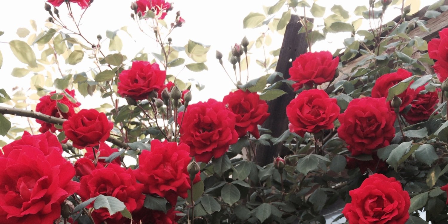 ellearaminta's profile banner image