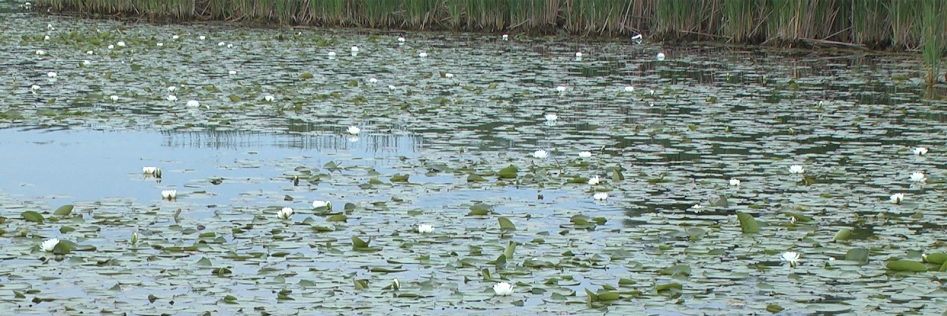 SpotFishing's profile banner image