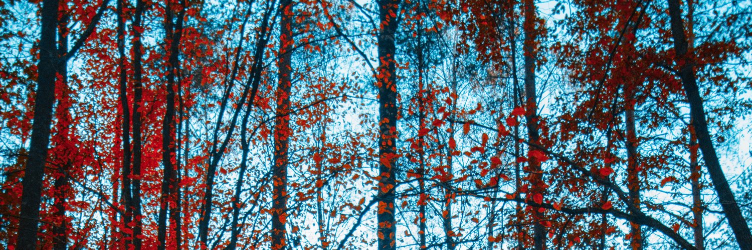 Alexandre Strapasson banner