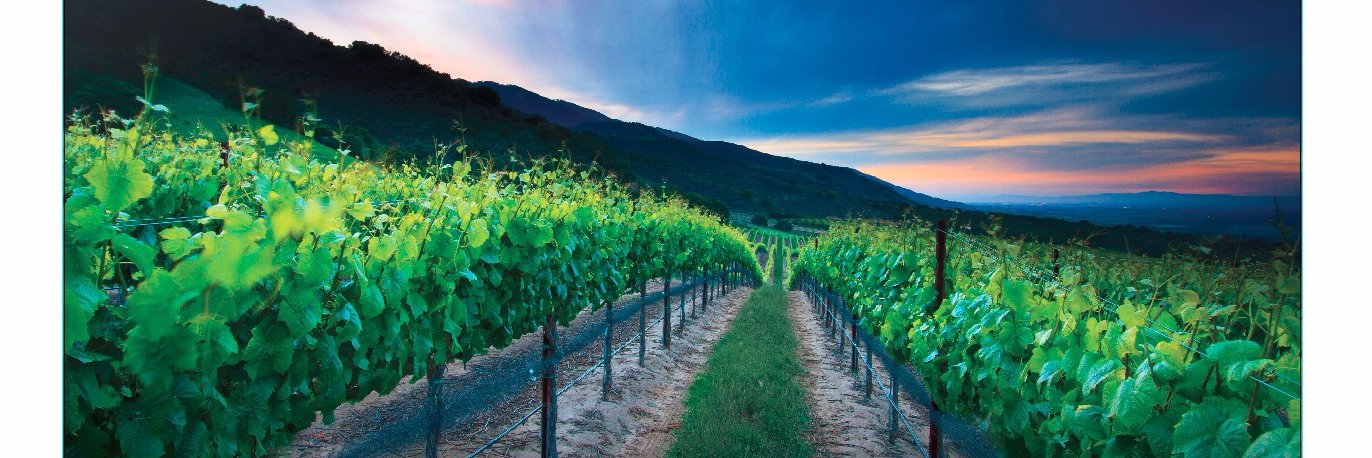 SLHWine's profile banner image