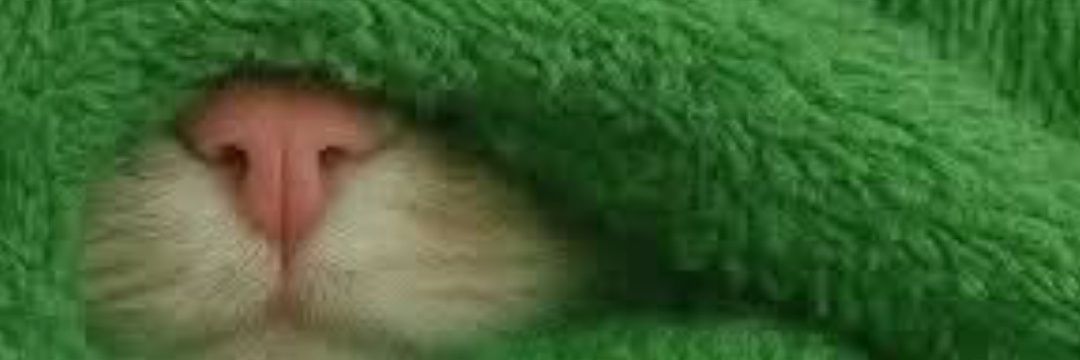 valittaprin's profile banner image