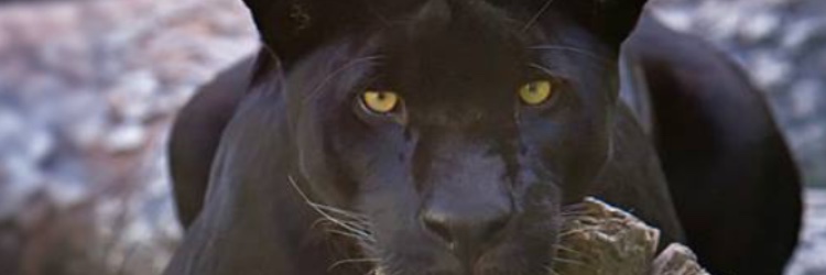 HeatherHSM48's profile banner image