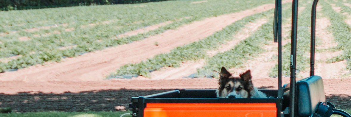 Kate banner