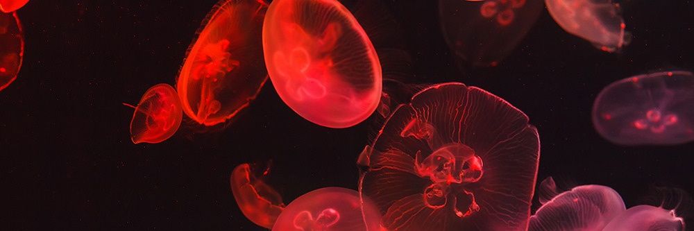 Ciwe ⚡️CF22 P2-3 banner