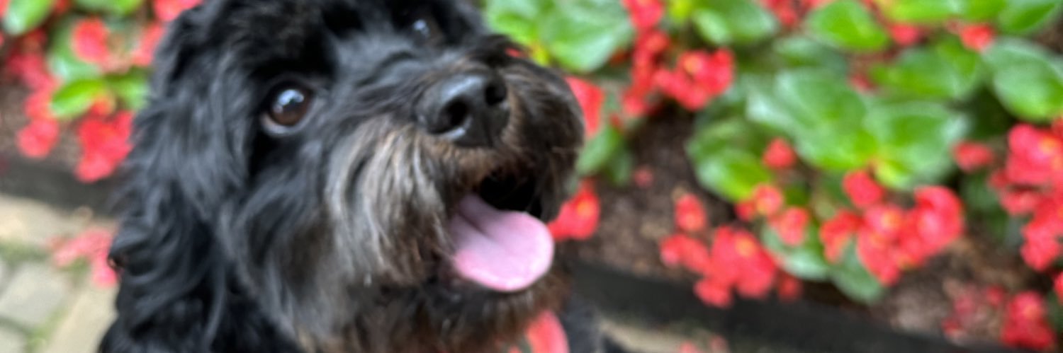 kellykrat's profile banner image
