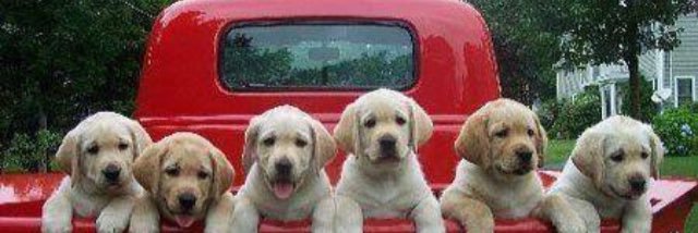 Debbie Bullard banner