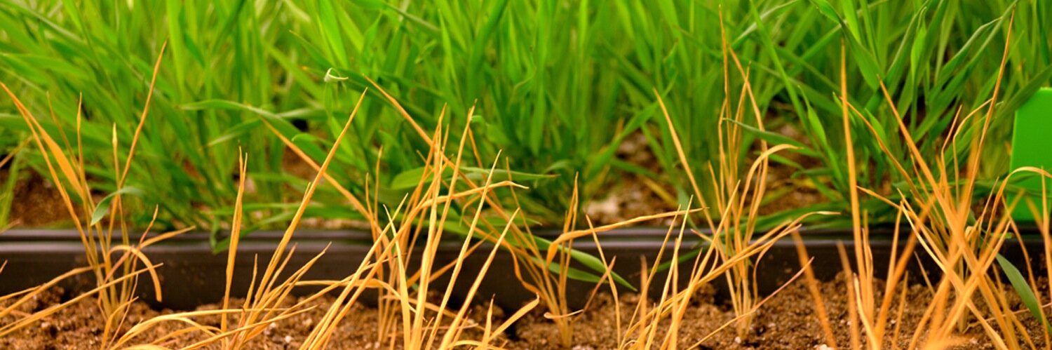 Charlie Anderson banner