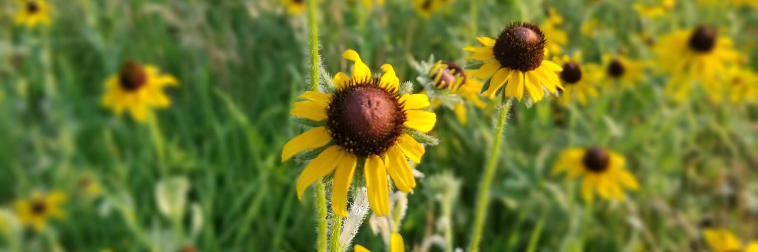emilydbuller's profile banner image