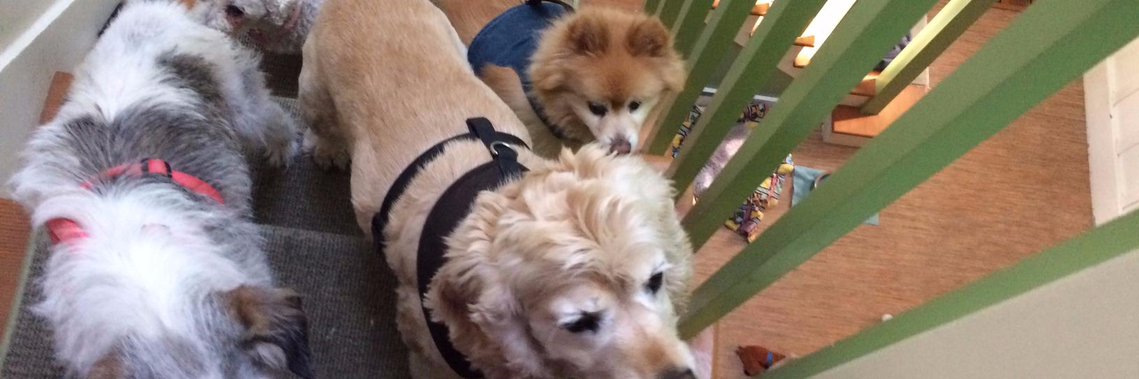 muttmom1's profile banner image
