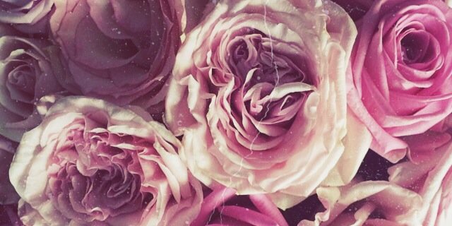 andreagambooa's profile banner image