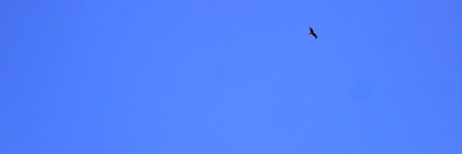 素浪人 banner