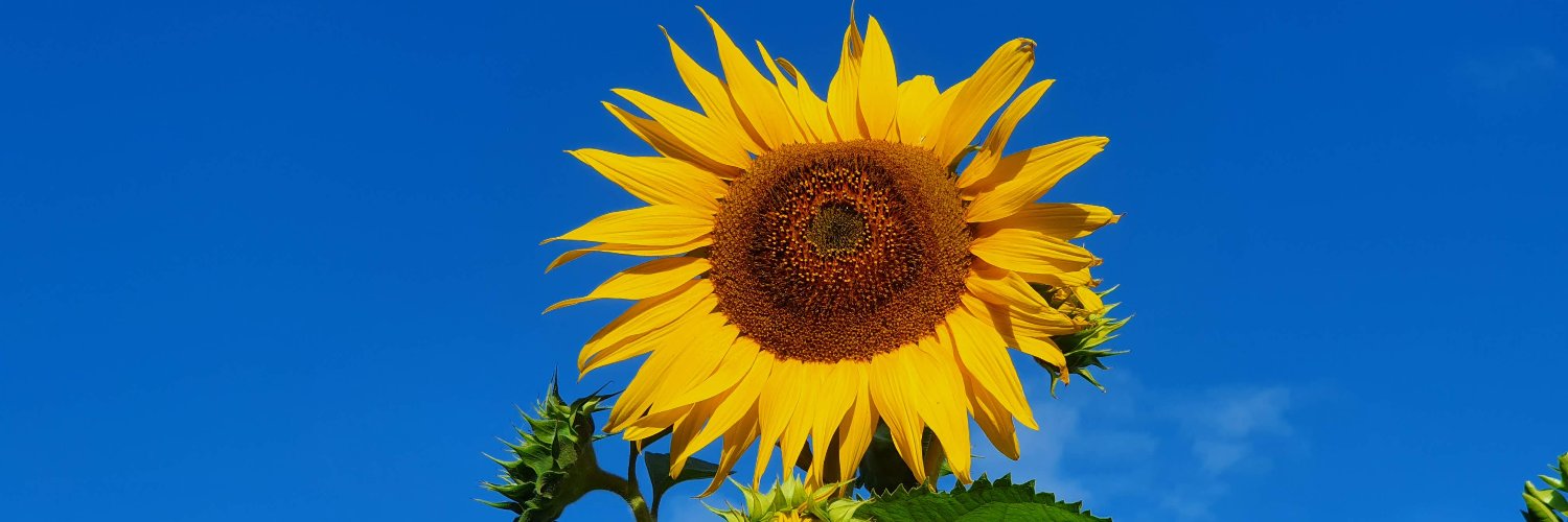 Maksym Polyakov🇺🇦🌻 banner