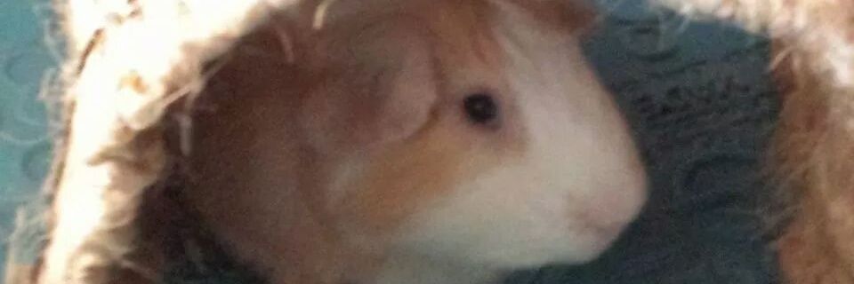 aaseely's profile banner image