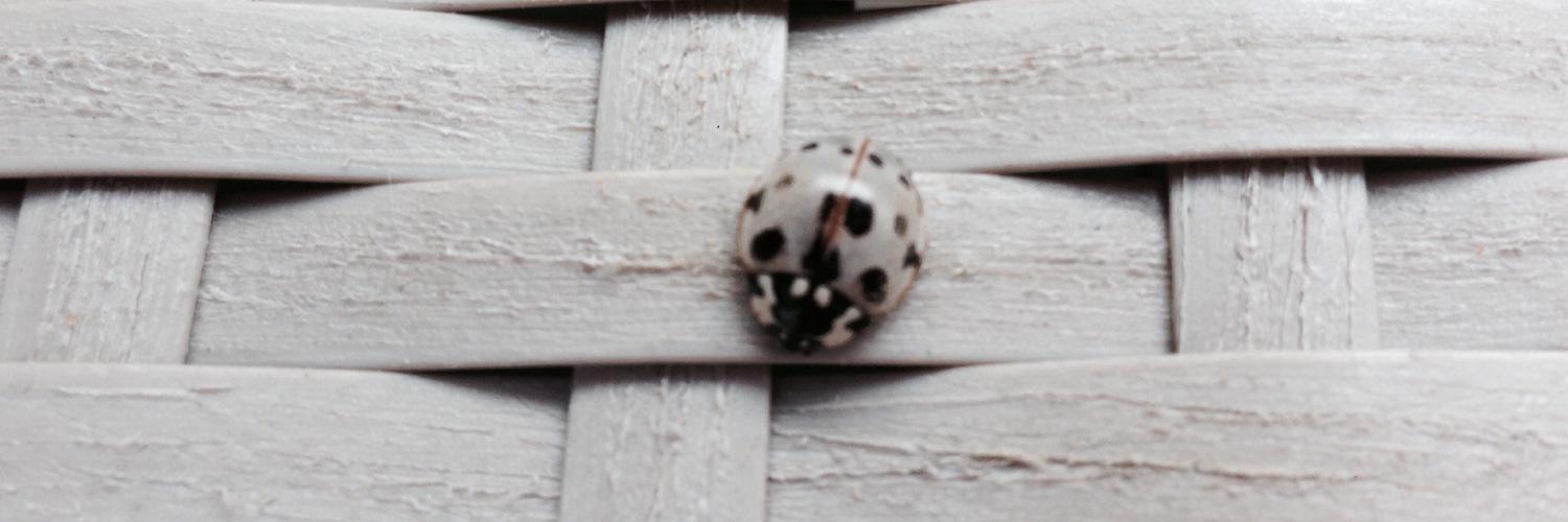CAMascherin's profile banner image